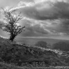 S t o r m   T r e e   . Keywords: Andy Morley;